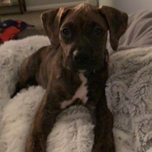 Meet your Posher, Lacey